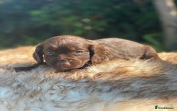 Cocker Spaniel dogs for sale: Health Tested Cocker Spaniel Pups - Image 11