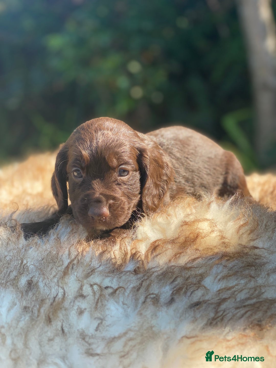 Cocker Spaniel dogs for sale: Health Tested Cocker Spaniel Pups - Image 11