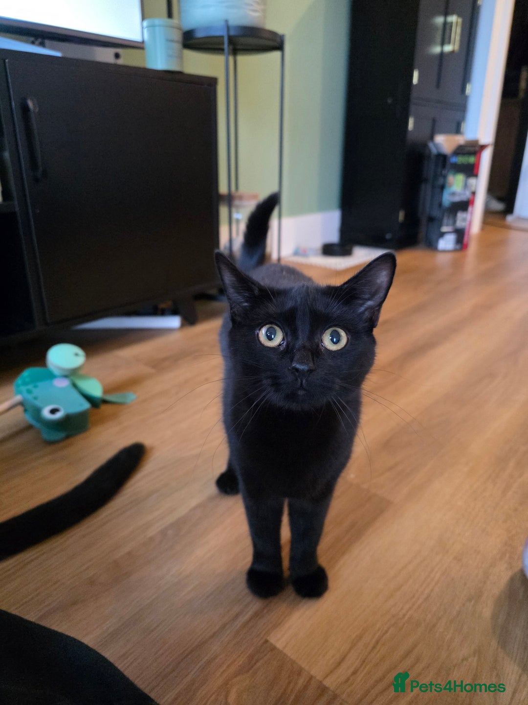 Mixed Breed cats for sale: 2 Female Kittens looking for a forever home - Advert 7