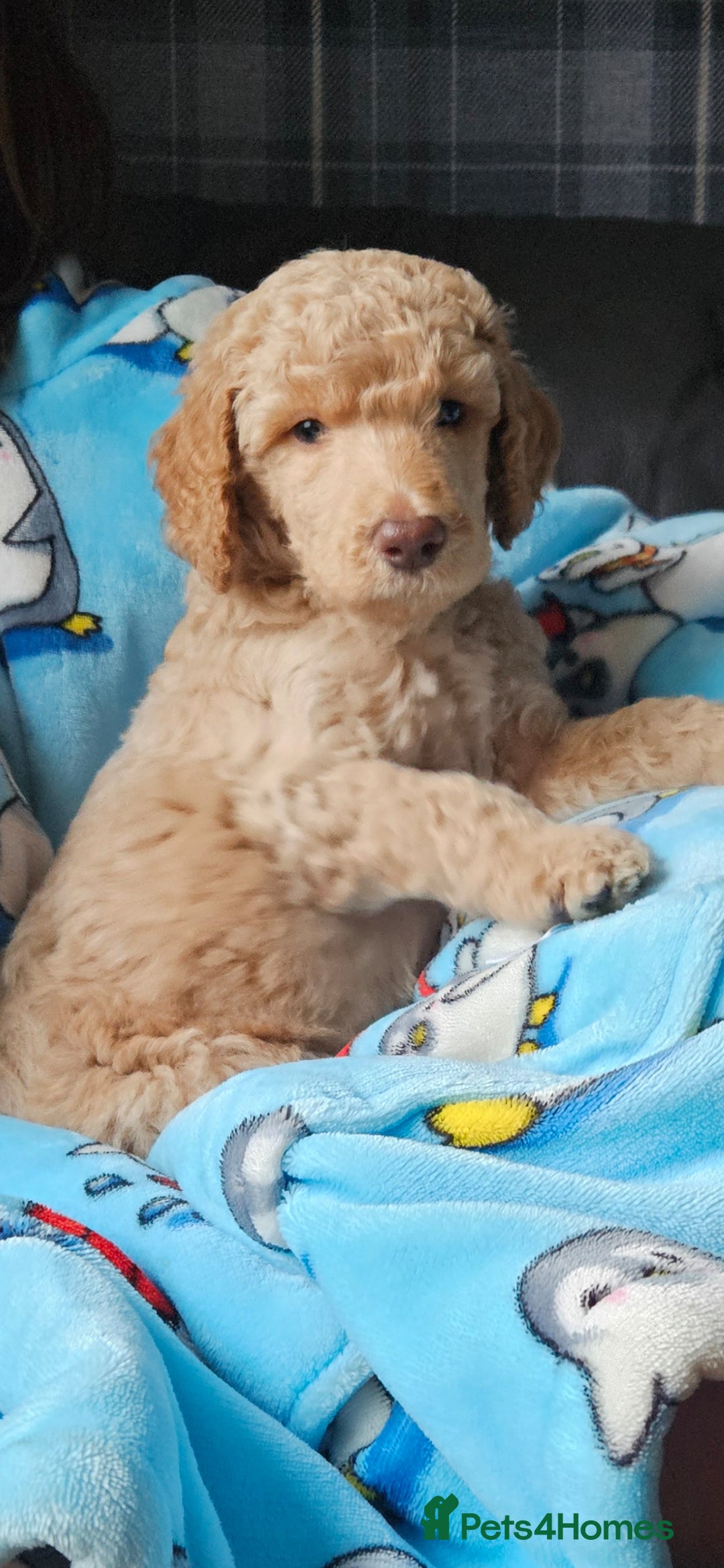 Standard Poodle dogs ⭐️Standard poodle boys  - Advert 2