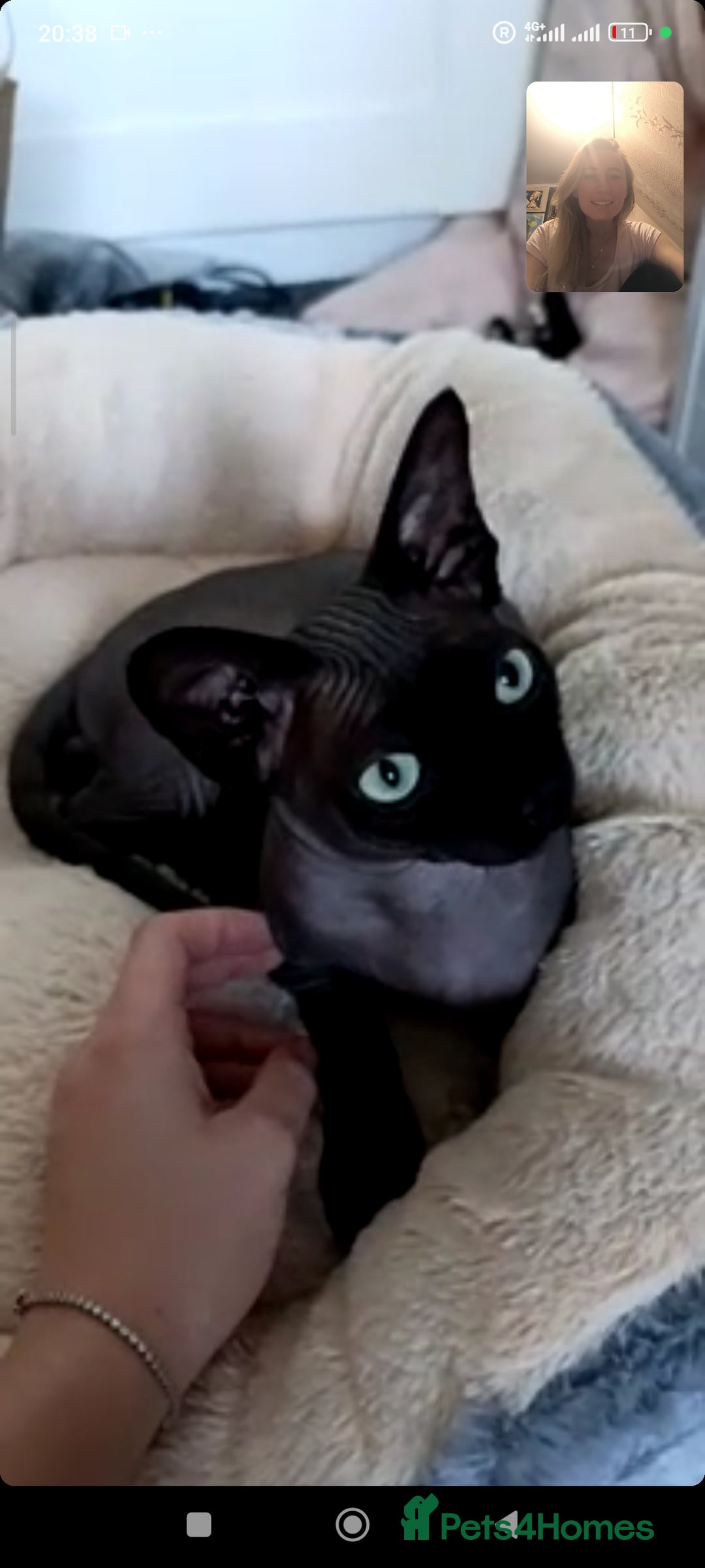 Sphynx cats for stud: Daryl  - Image 2