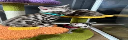 Bengal cats for sale: Stunning silver bengals. TICA reg & health tested - Advert 15