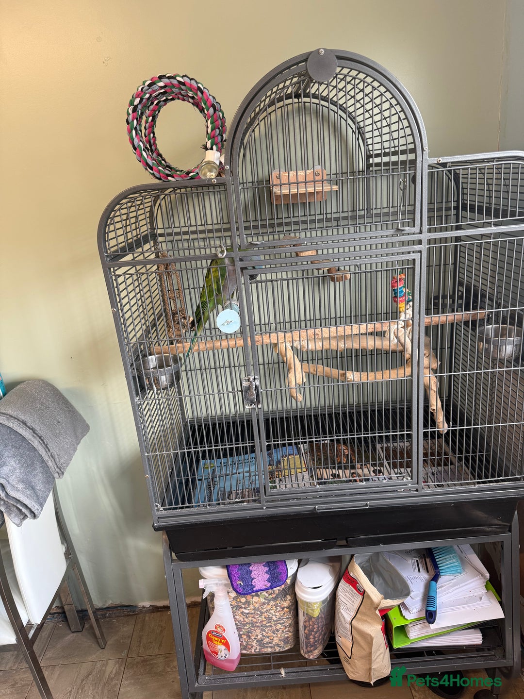 Parakeets birds for sale: Derbyan parrot with cage  - Image 4
