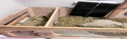 Tortoise reptiles for sale: Young female tortoise 🐢  - Advert 9