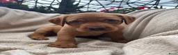 Labrador Retriever dogs for sale: Fox Red Labrador Puppy’s for Sale - Advert 33