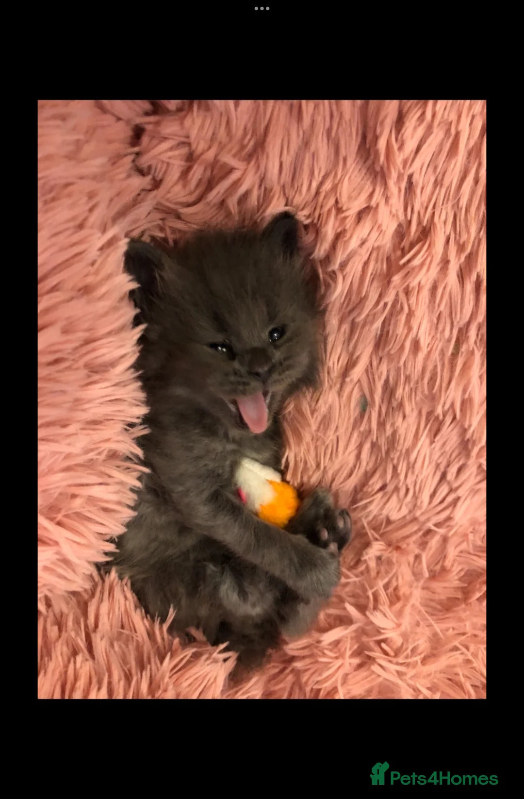 Ragcoon cats for sale: Can be put on waiting list Beautiful Ragcoons  - Advert 2