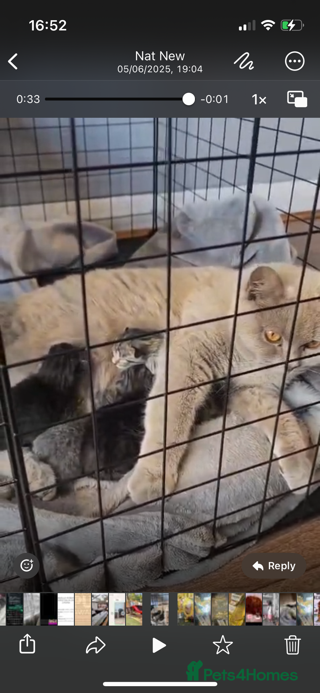 Mixed Breed cats for sale: Adorable 8-week-old half British Shorthair kitten - Advert 2