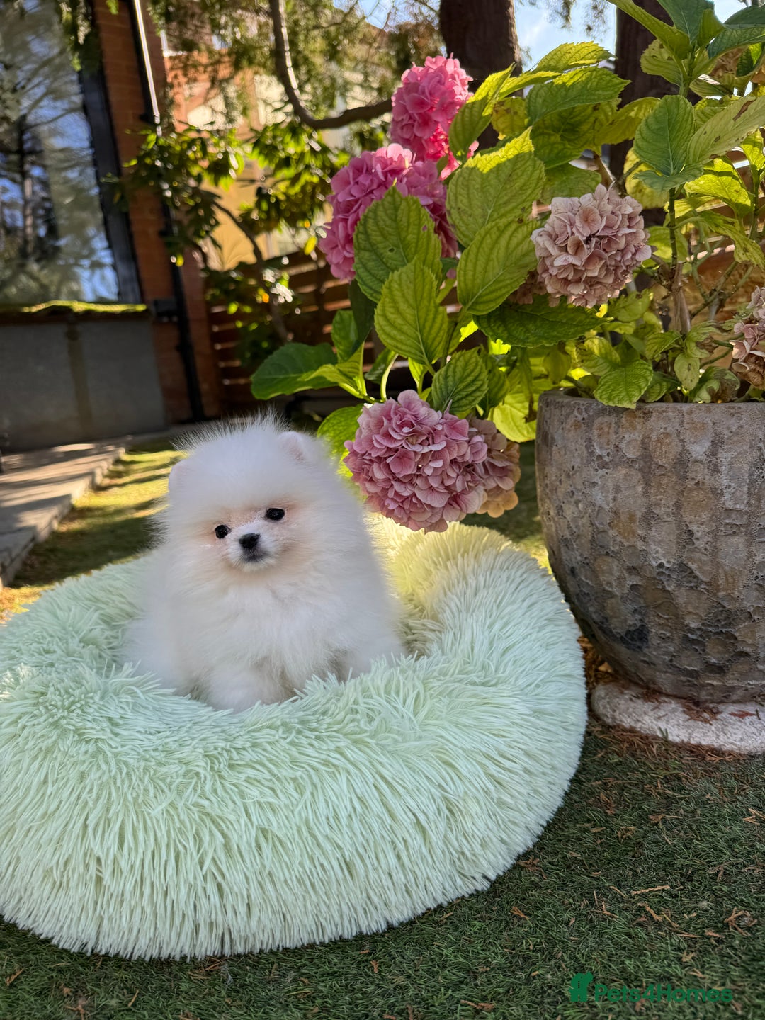 Pomeranian dogs for sale: SUPER TINY ICE WHITE POMERANIAN BOY - Image 27