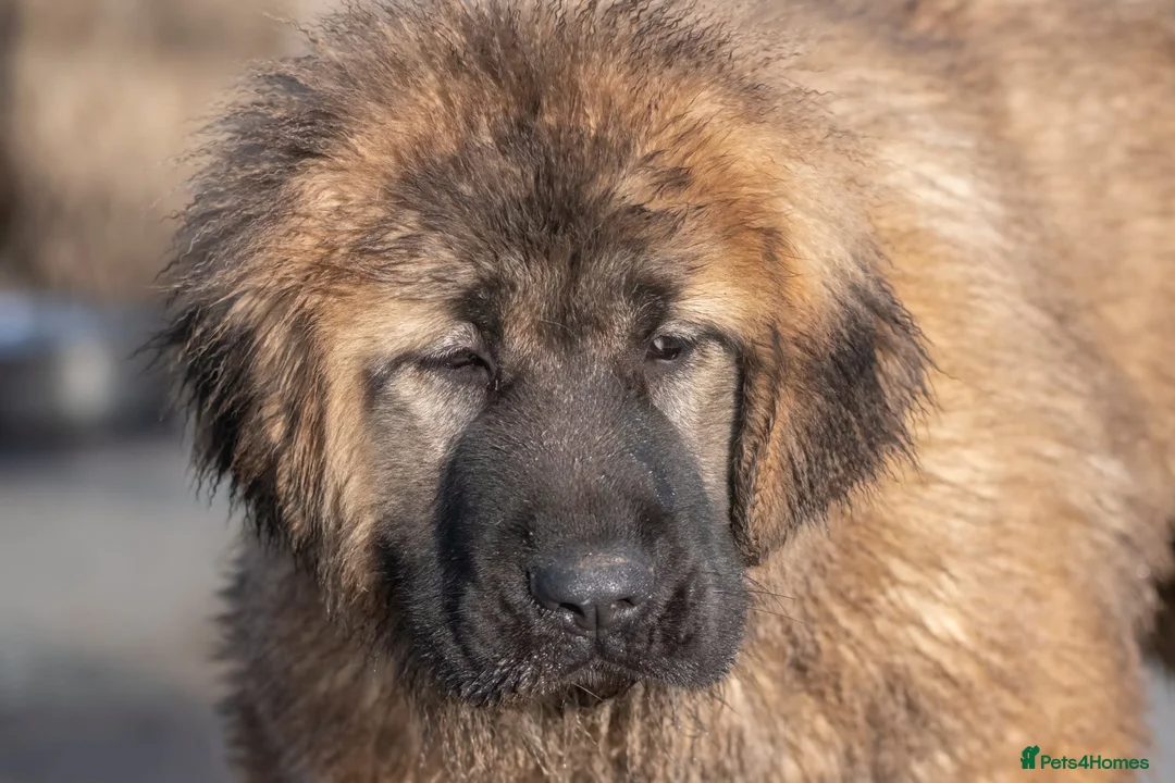 Caucasian Shepherd Dog dogs for sale: Caucasian Shepherd ( Caucasian Ovcharka ) RKC regg - Advert 6