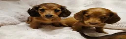 Miniature Dachshund dogs for sale: Longhair miniature dachshund puppys 🐶  - Advert 14