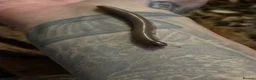 Millipedes invertebrates for sale: Ghana olive speckled leg giant millipedes  - Advert 3