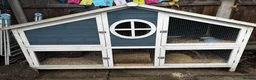 Guinea Pig rodents for sale: Guinea pigs needing a new home! - Advert 7
