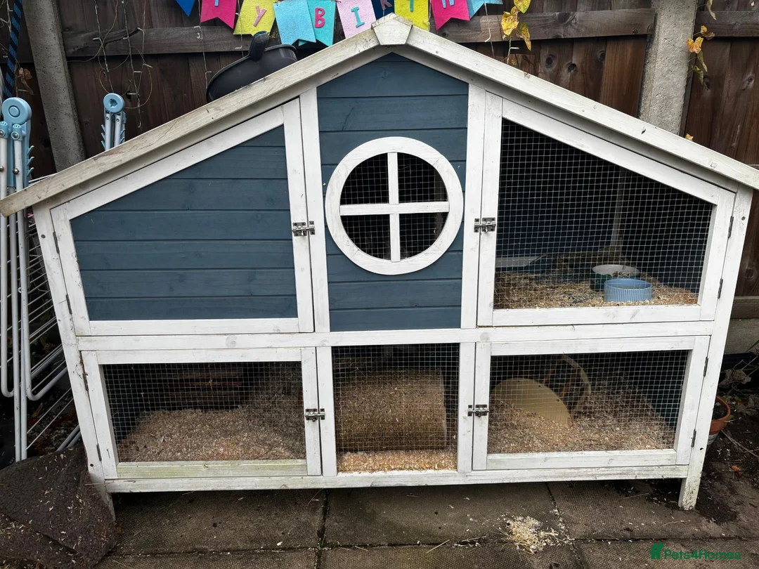 Guinea Pig rodents for sale: Guinea pigs needing a new home! - Advert 7