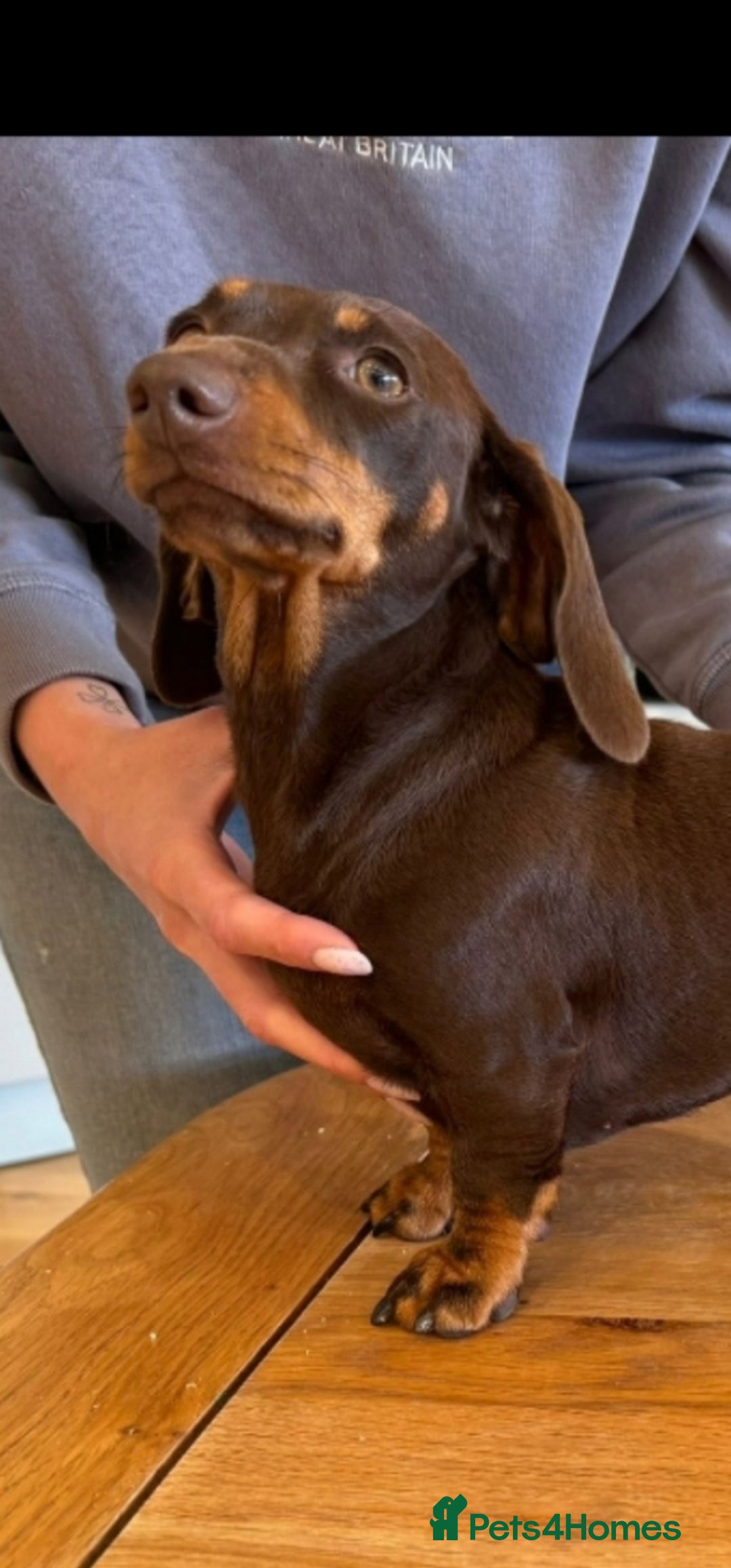 Miniature Dachshund dogs for sale: *CHAMPION LINES* Miniature Dachshund puppies - Image 18