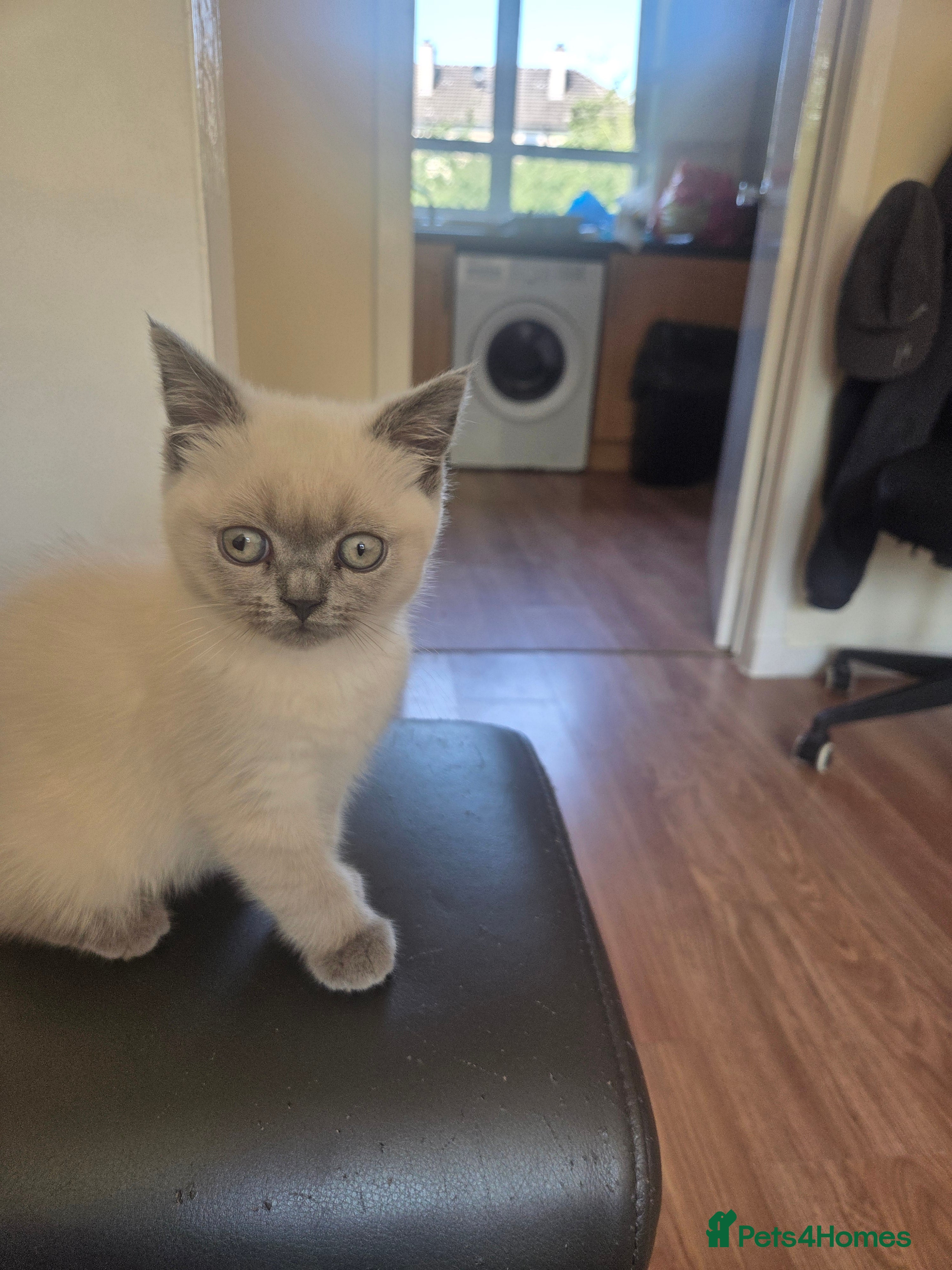 Mixed Breed cats British-shorthair cross ragdoll  - Advert 1