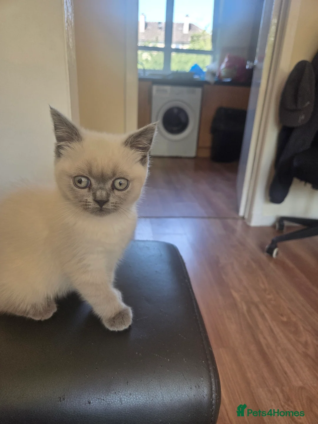 Mixed Breed cats for sale: British-shorthair cross ragdoll  in Glasgow - Advert 1