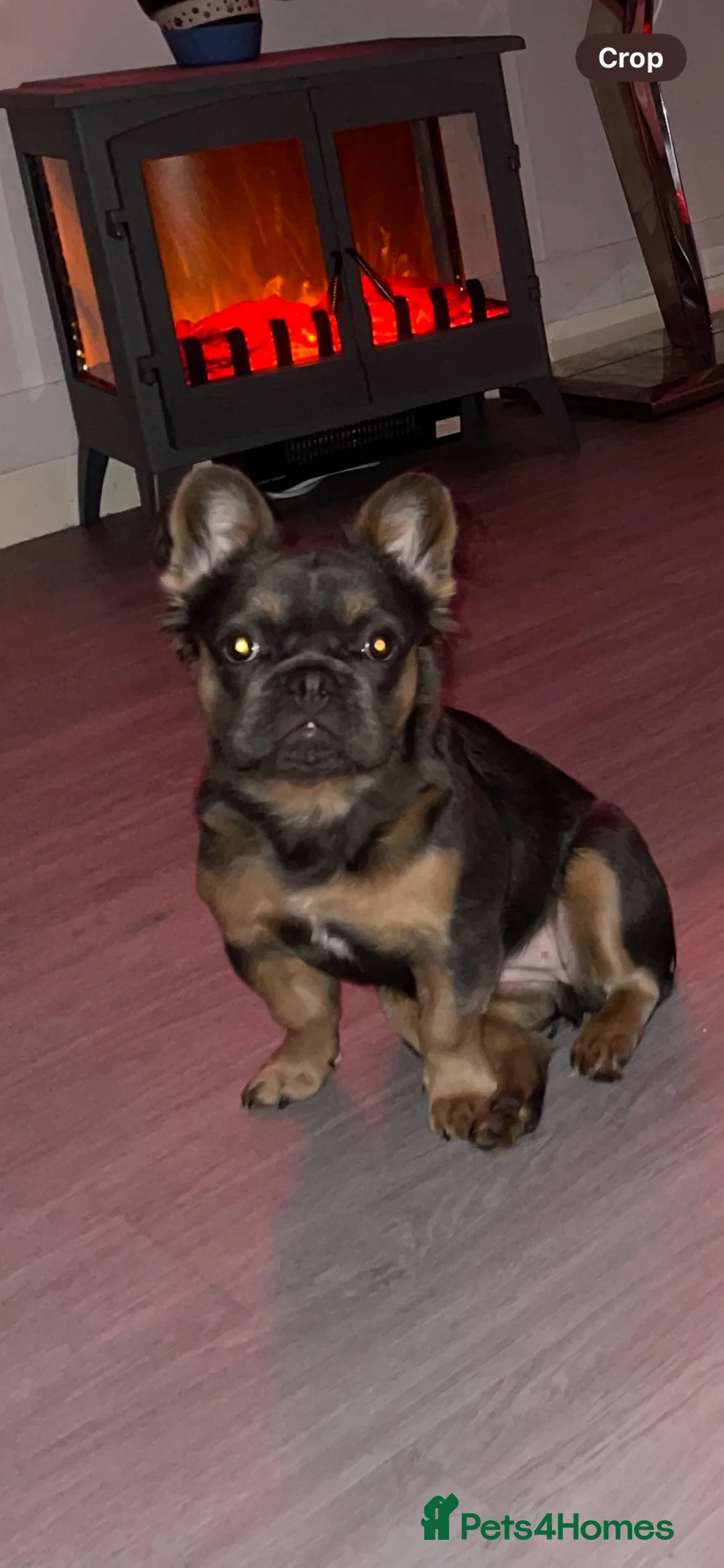 French Bulldog dogs for sale: Fluffy French bulldog - Advert 2