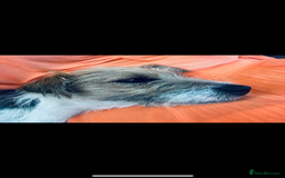 Jack Russell dogs for sale: Jack Russell puppy for sale  - Image 6