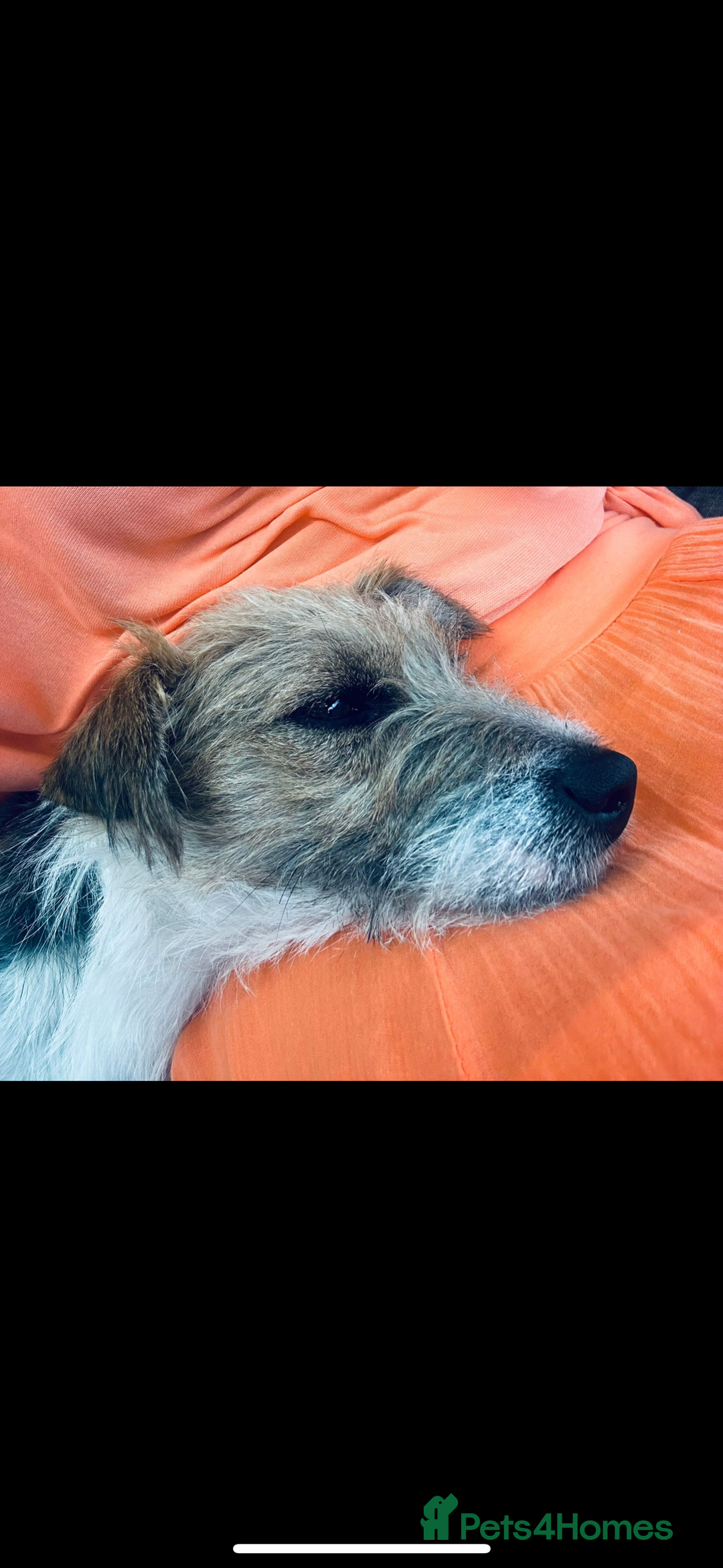 Jack Russell dogs for sale: Jack Russell puppy for sale  - Image 6