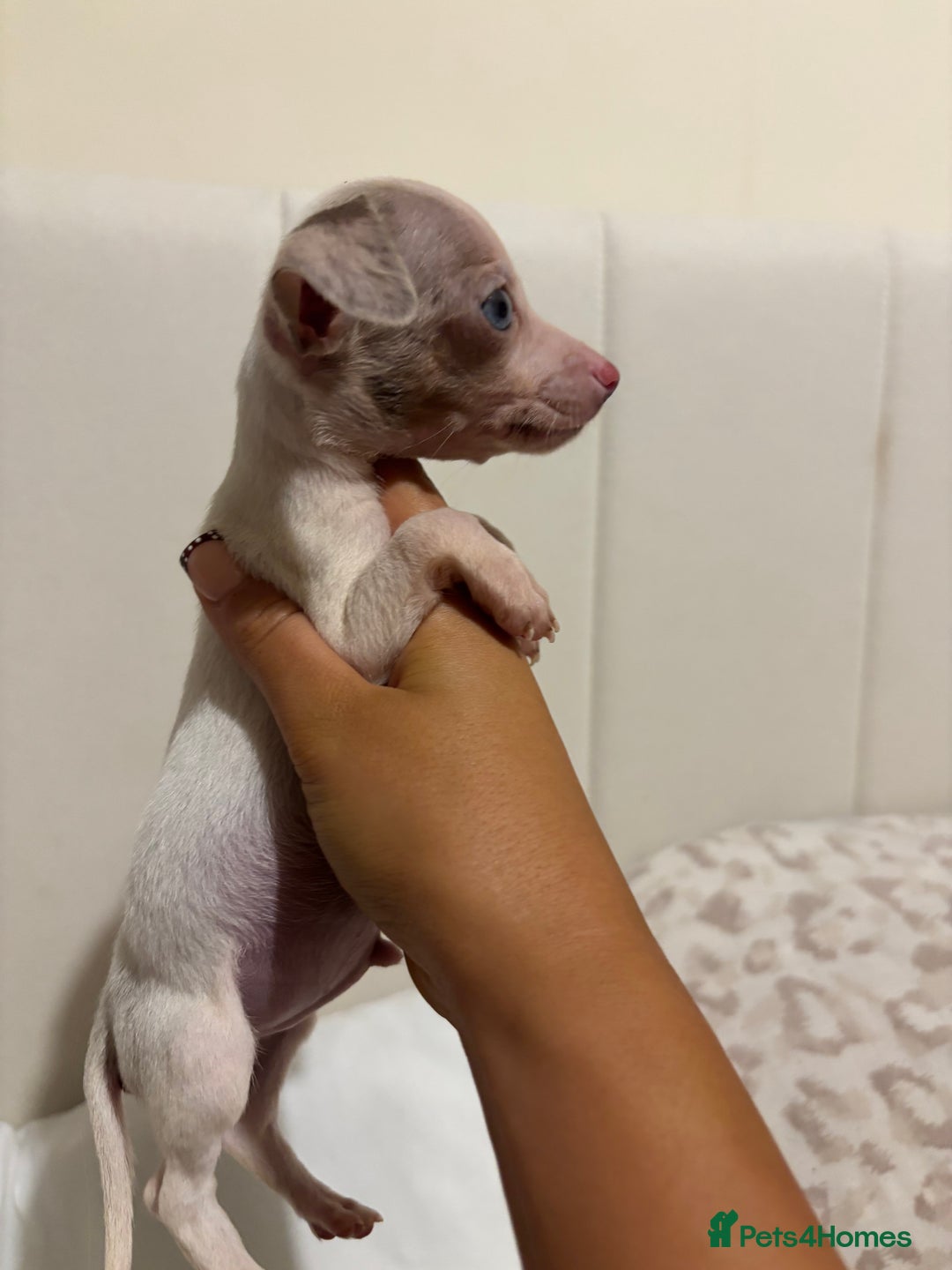 Chiweenie dogs for sale: CHIWEENIES, MICROCHIPPED,VACCINATED,HEALTHCHECKED! - Advert 14