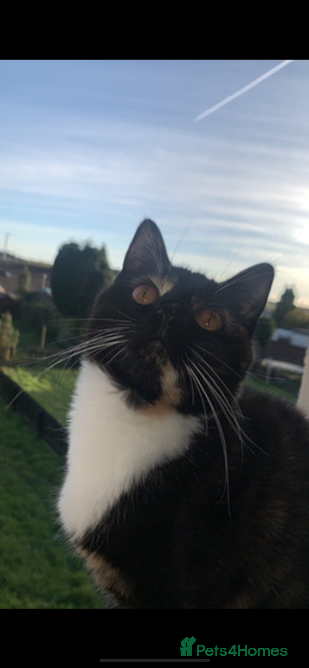 British Shorthair cats for sale: 4 gorgeous kittens for sale  - Image 15