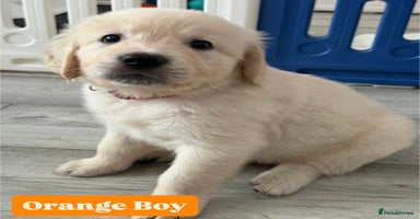 Golden Retriever dogs - Advert 13