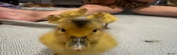 Ducks poultry for sale: Beautiful Miniature Silver Appleyard ducklings  - Advert 4