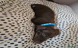 Miniature Dachshund dogs for sale: Minature Dachshund Puppy - Image 7