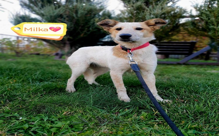 Mixed Breed dogs 💖🐶 MILKA 🐶💖 - Advert 1