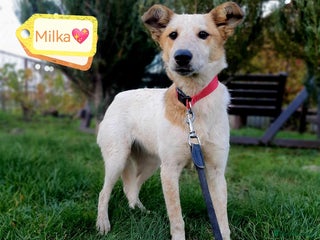 Mixed Breed dogs 💖🐶 MILKA 🐶💖 - Advert 1