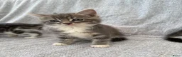 Mixed Breed cats for sale: Gorgeous kittens for sale - Advert 1