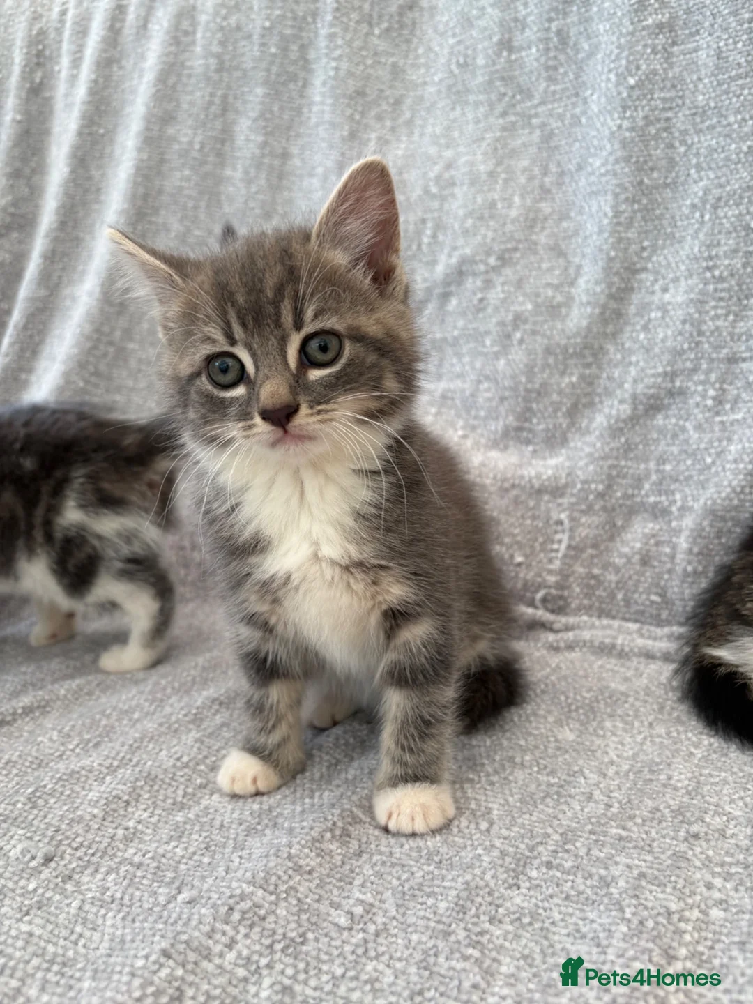 Mixed Breed cats for sale: Gorgeous kittens for sale - Advert 1