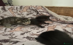 Mixed Breed cats for sale: Russian blue cross black and tabby kittens  - Image 6