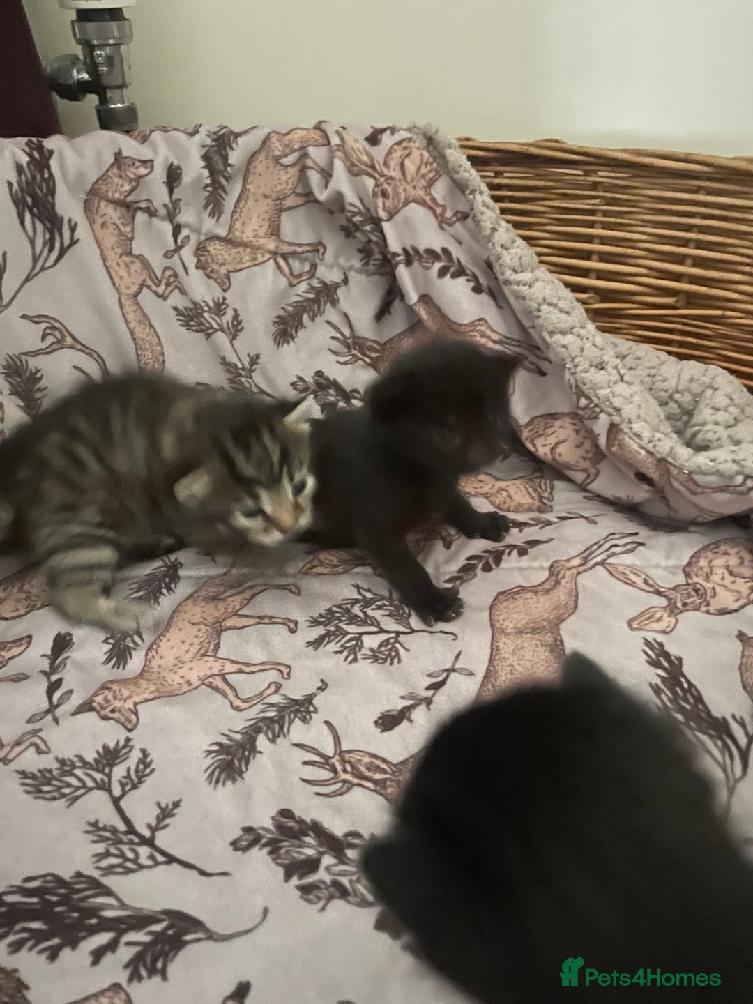 Mixed Breed cats for sale: Russian blue cross black and tabby kittens  - Image 6