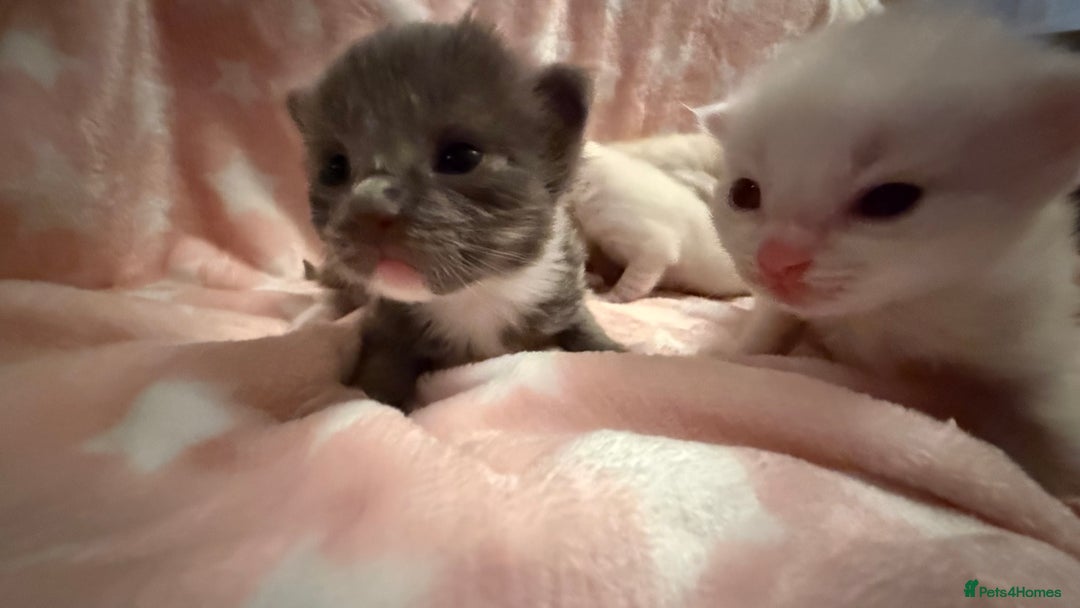 Ragdoll cats for sale: Stunning Ragdoll Kittens girl and boys  - Advert 9