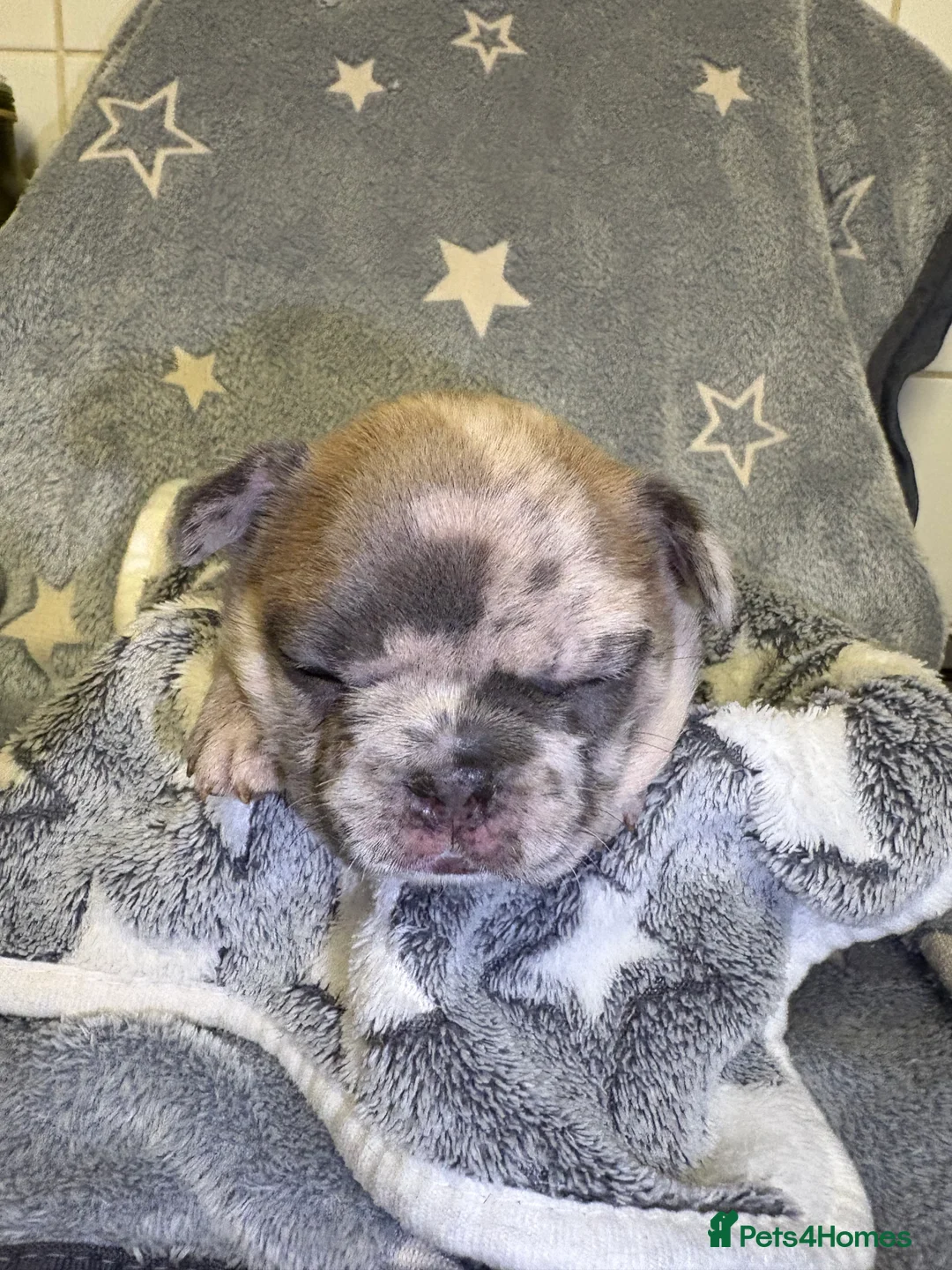 French Bulldog dogs for sale: *REDUCED*❤️‍🔥 - Advert 22