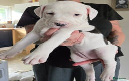 American Bulldog dogs for sale: American staffie cross pups  - Image 8