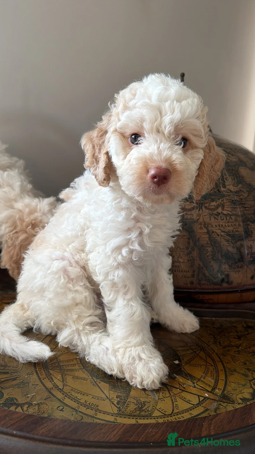 Lagotto Romagnolo dogs for sale: One Male Lagotto Romangnolo available - Advert 2