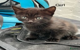 Mixed Breed cats for sale: Kittens available  - Image 3