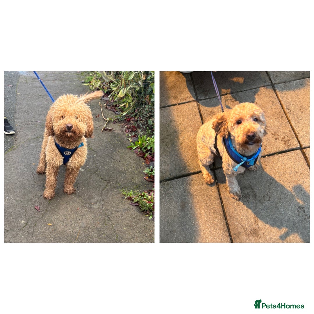 Cockapoo dogs for sale: 20 month male cockapoo. Please read info!!  - Advert 2