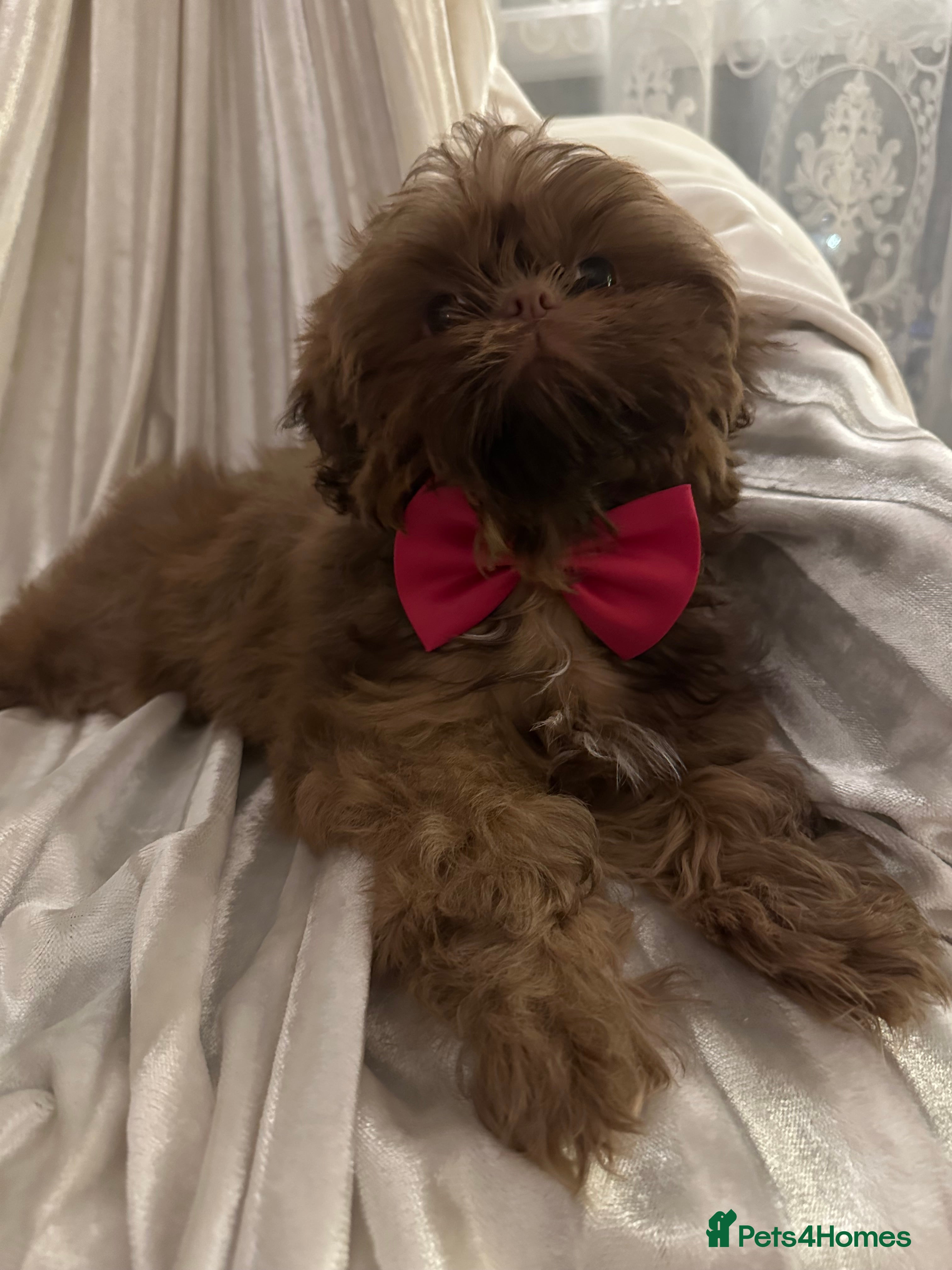 Shih Tzu dogs  Liver nosed chocolate orange Karashishi Shih tzu  - Advert 2