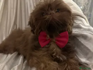 Shih Tzu dogs Liver nosed chocolate orange Karashishi Shih tzu - Advert 9