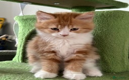 Maine Coon cats for sale: Stunning Kitten Mainecoon Girls - Image 25