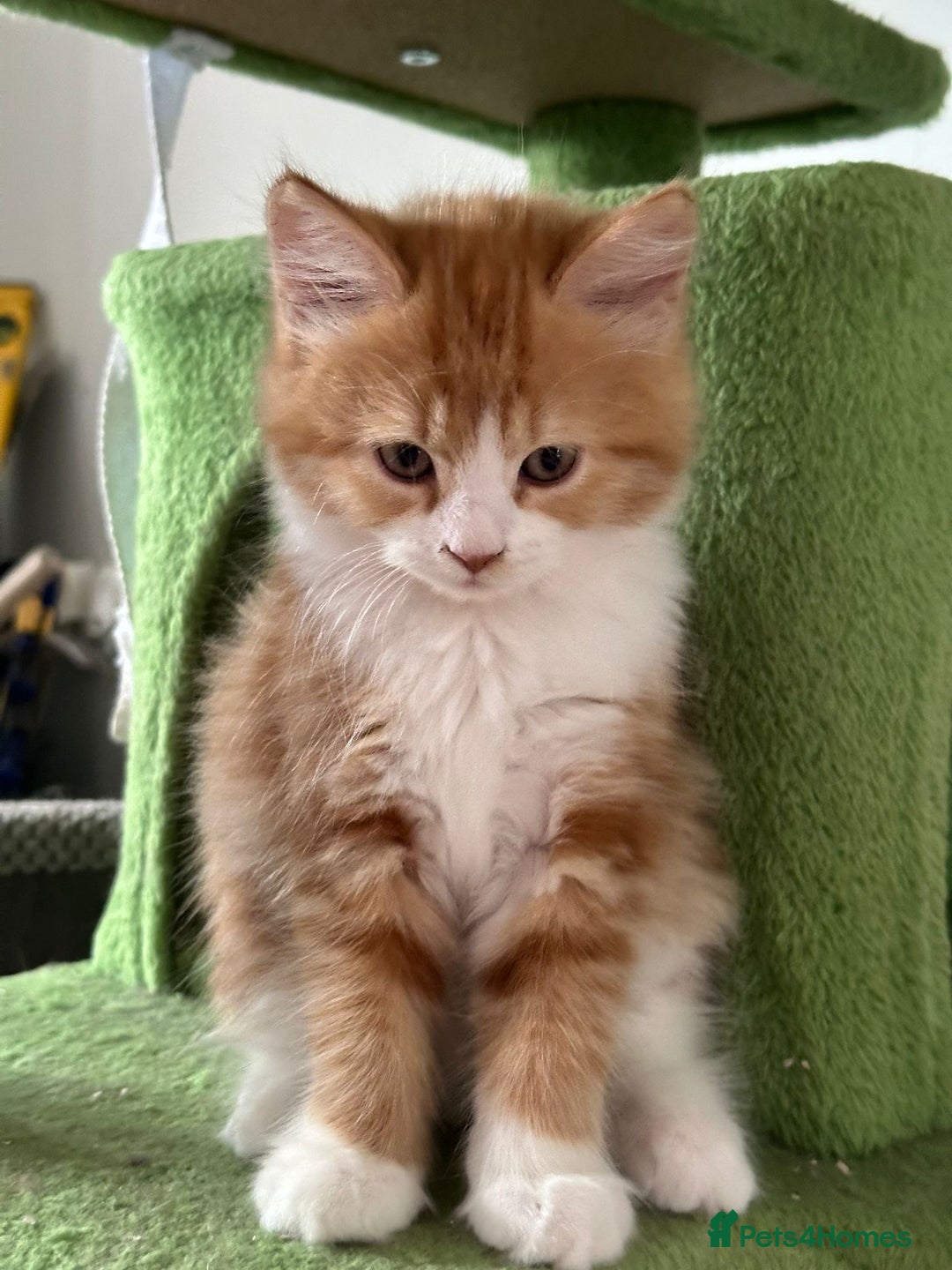 Maine Coon cats for sale: Stunning Kitten Mainecoon Girls - Image 25