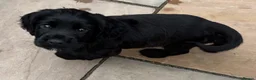 Sprocker dogs for sale: Gorgeous black sprocker  in Chesterfield - Advert 3