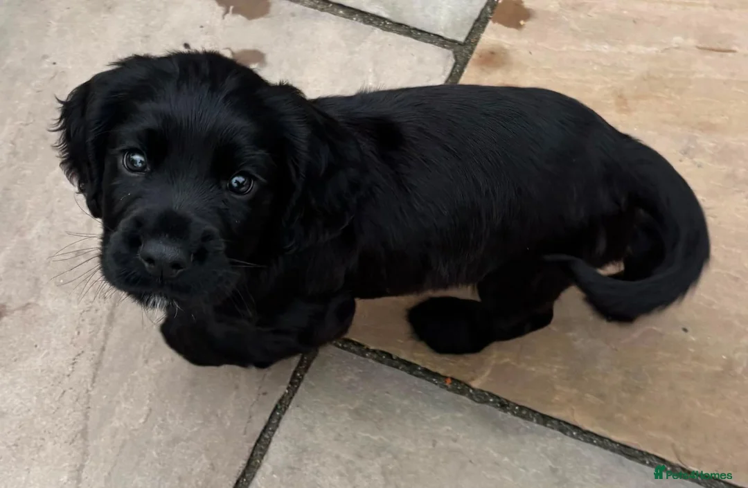 Sprocker dogs for sale: Gorgeous black sprocker  in Chesterfield - Advert 3