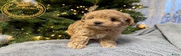 Maltipoo dogs for sale: Adorable maltipoo girl ready now - Advert 4