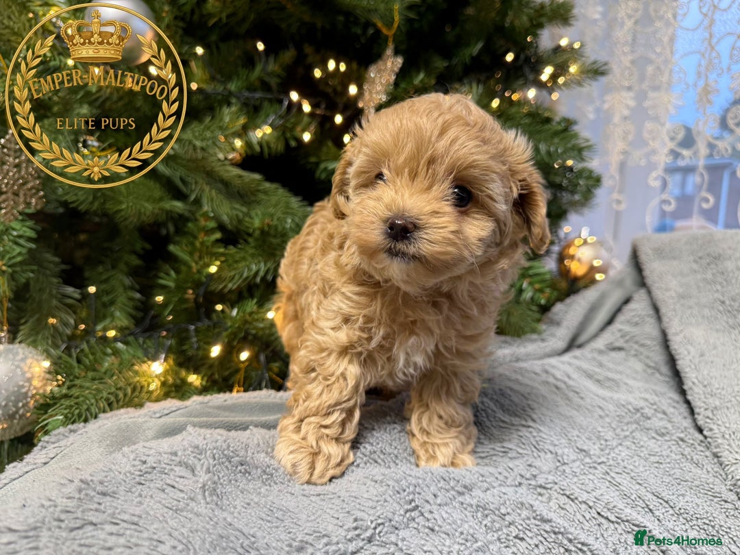 Maltipoo dogs for sale: Adorable maltipoo girl ready now - Advert 4