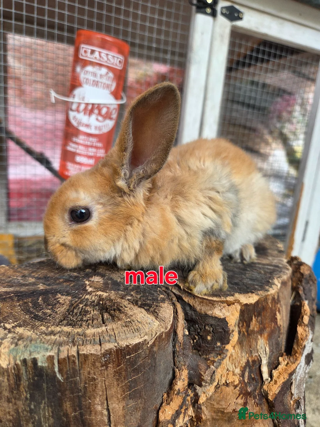 Lionhead rabbits for sale: Lion lops - Advert 2