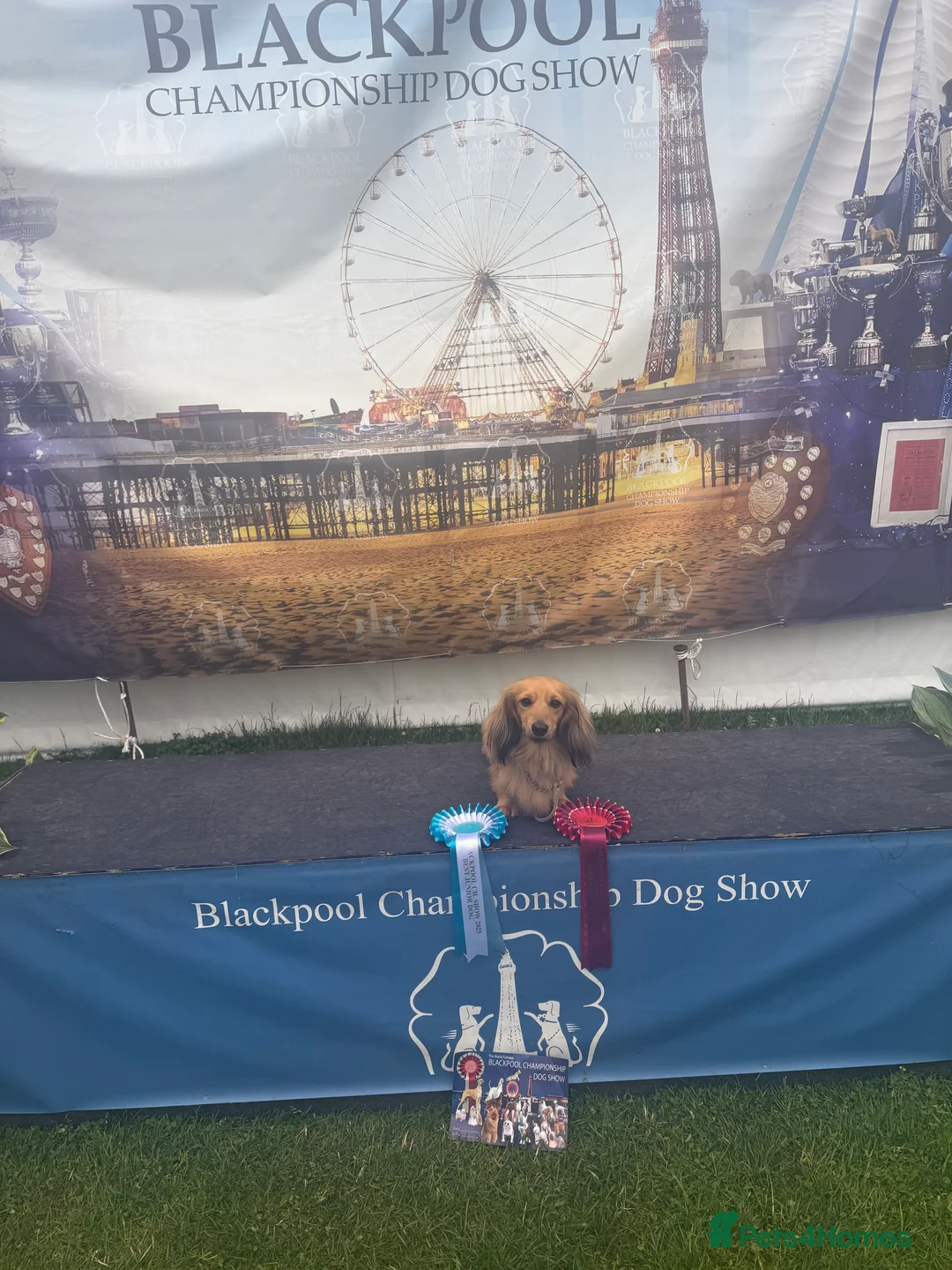 Miniature Dachshund dogs for stud: Quality mini long hair dachshund  - Advert 9